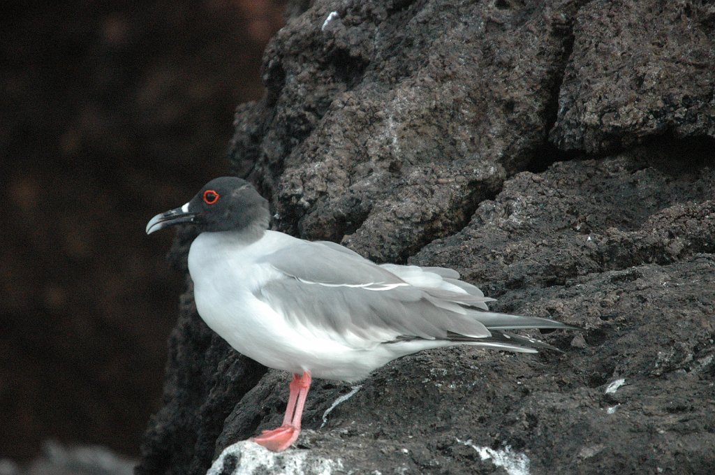 Gull, Swallowtailed, 2004-10314181.JPG - Swallow-tailed Gull, Galapagos, 2004